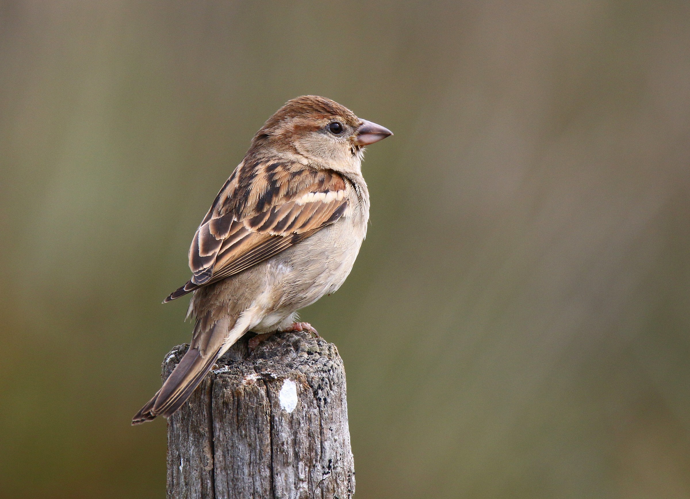 As common as snubbed: Passera of Italy