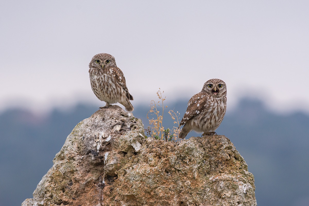 Couple owls