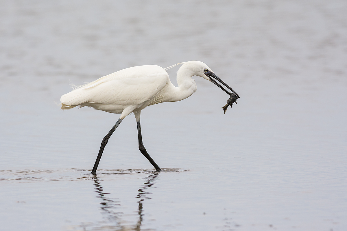 Egret
