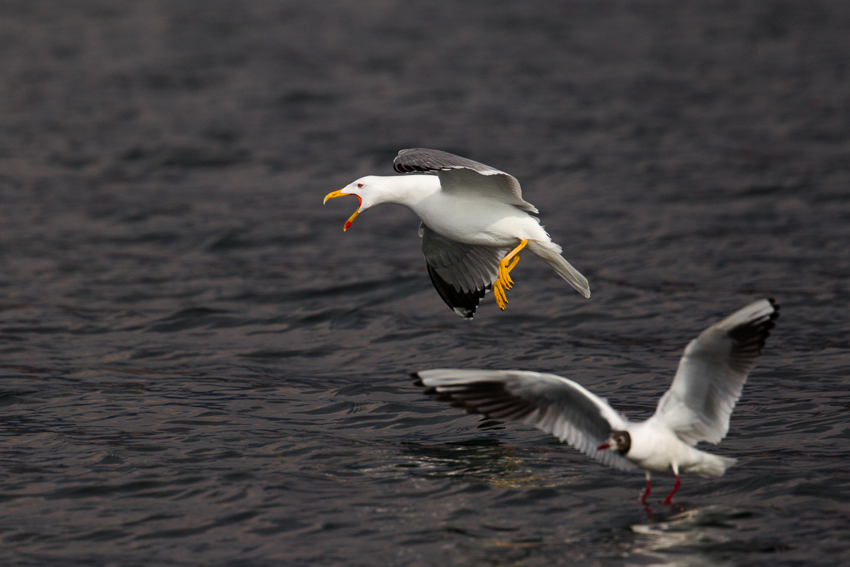 Gabbiano reale...l'urlo