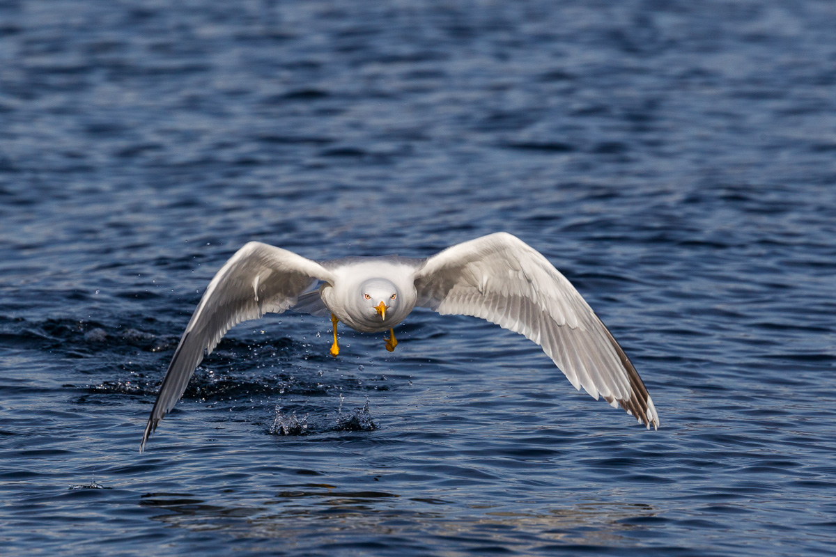 Gabbiano reale...decollo dal lago
