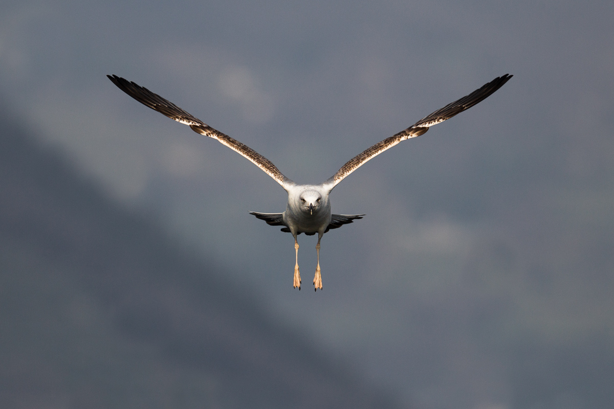 Gabbiano reale...simmetria perfetta!