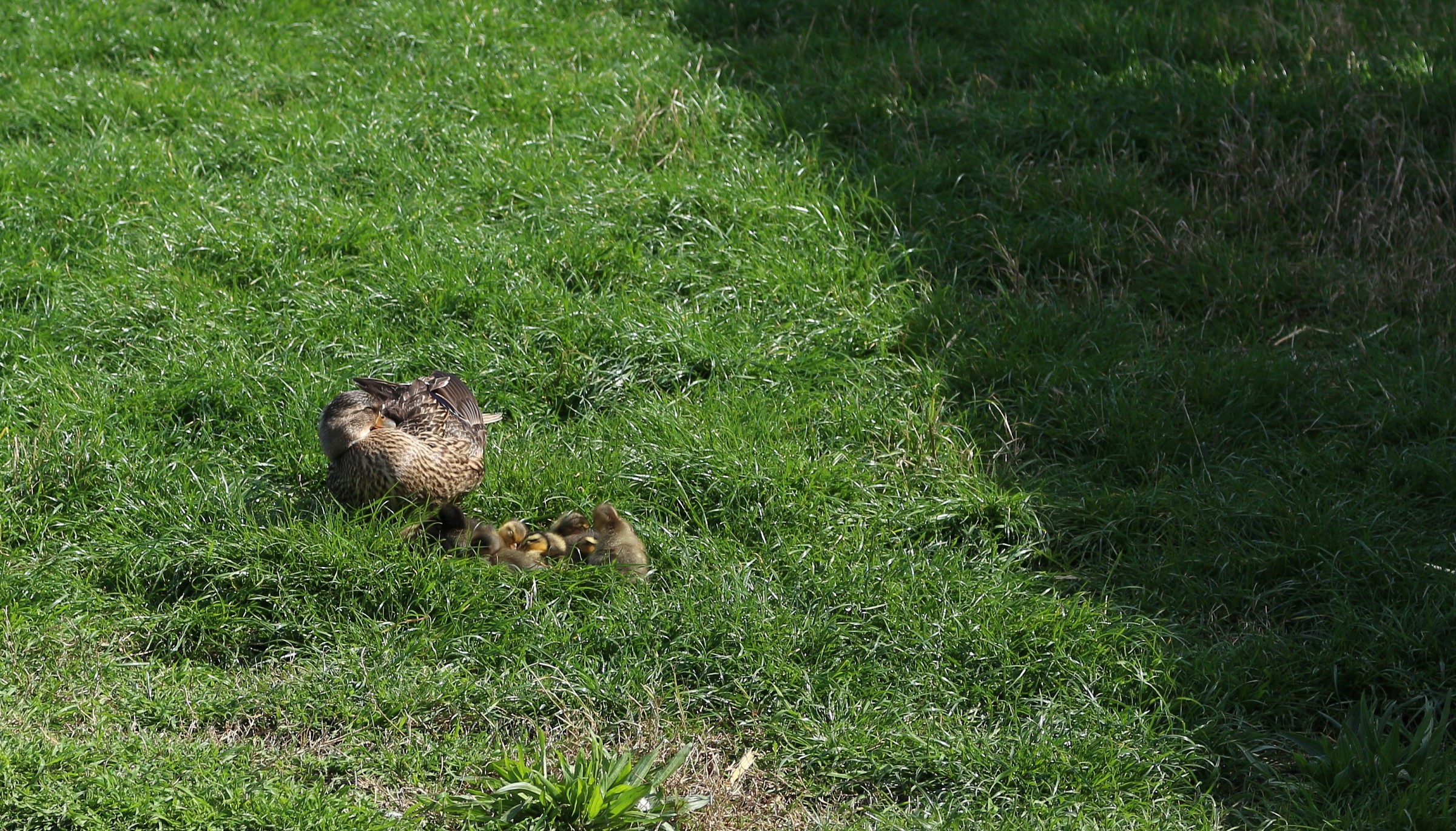 Una siesta con mamma