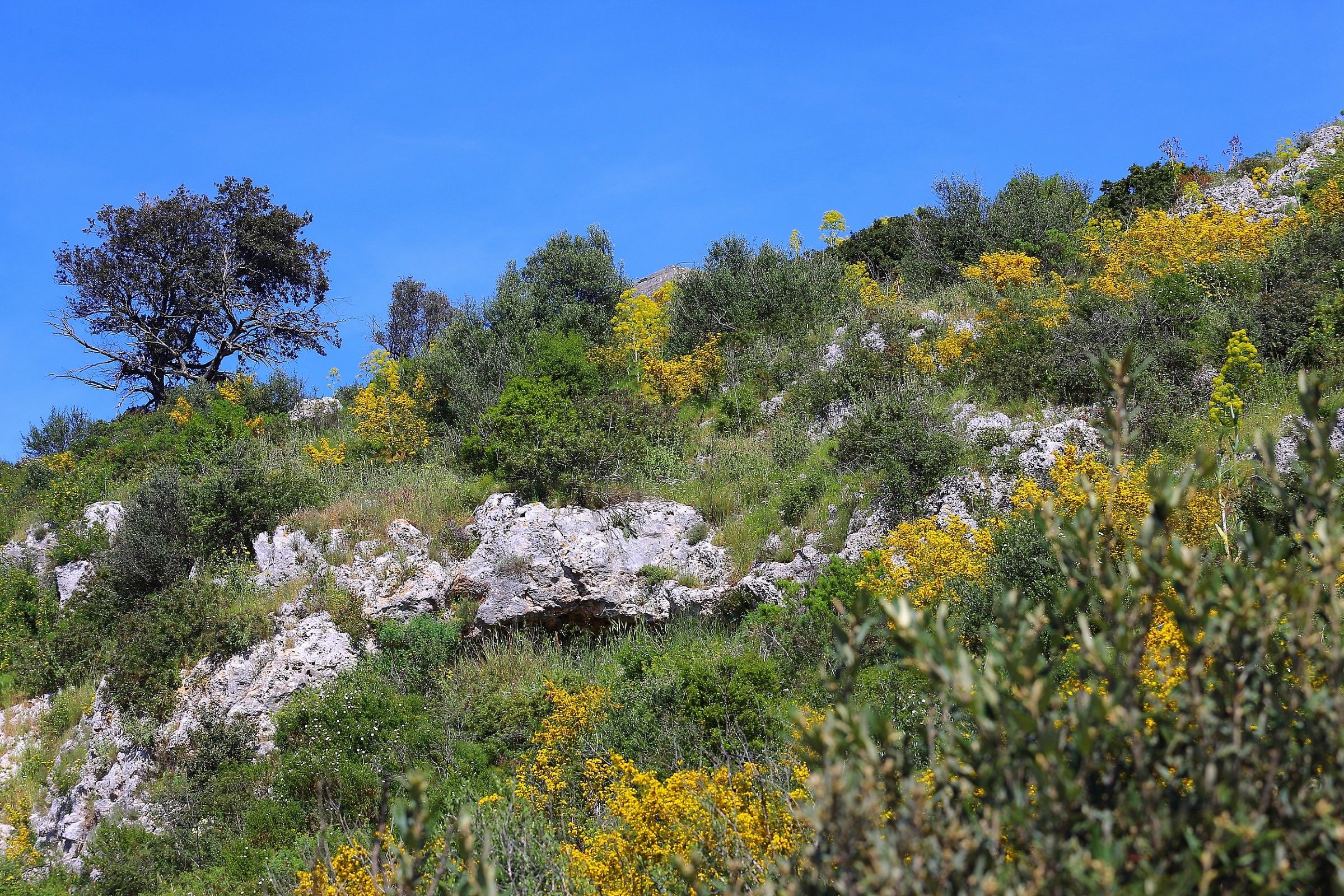 Ostuni hills in bloom