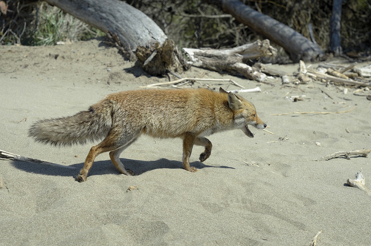 Passeggiando sulla spiaggia
