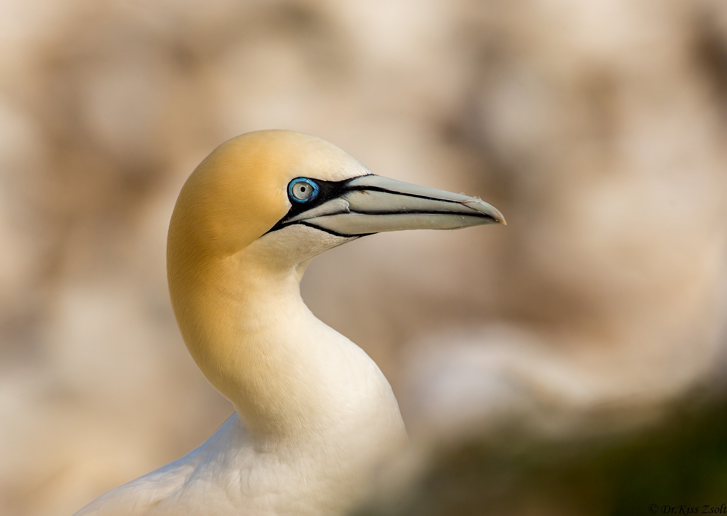 Gannet