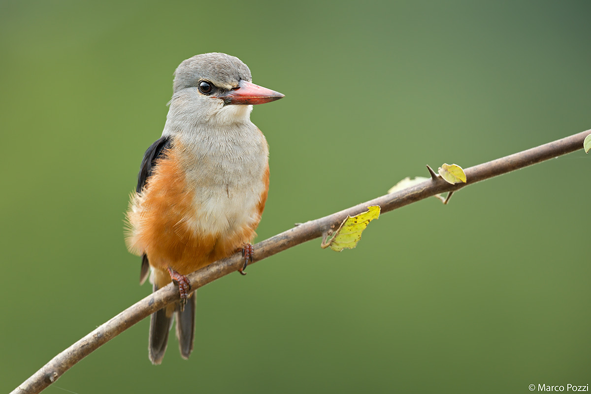 Grey-Headed Kinfisher