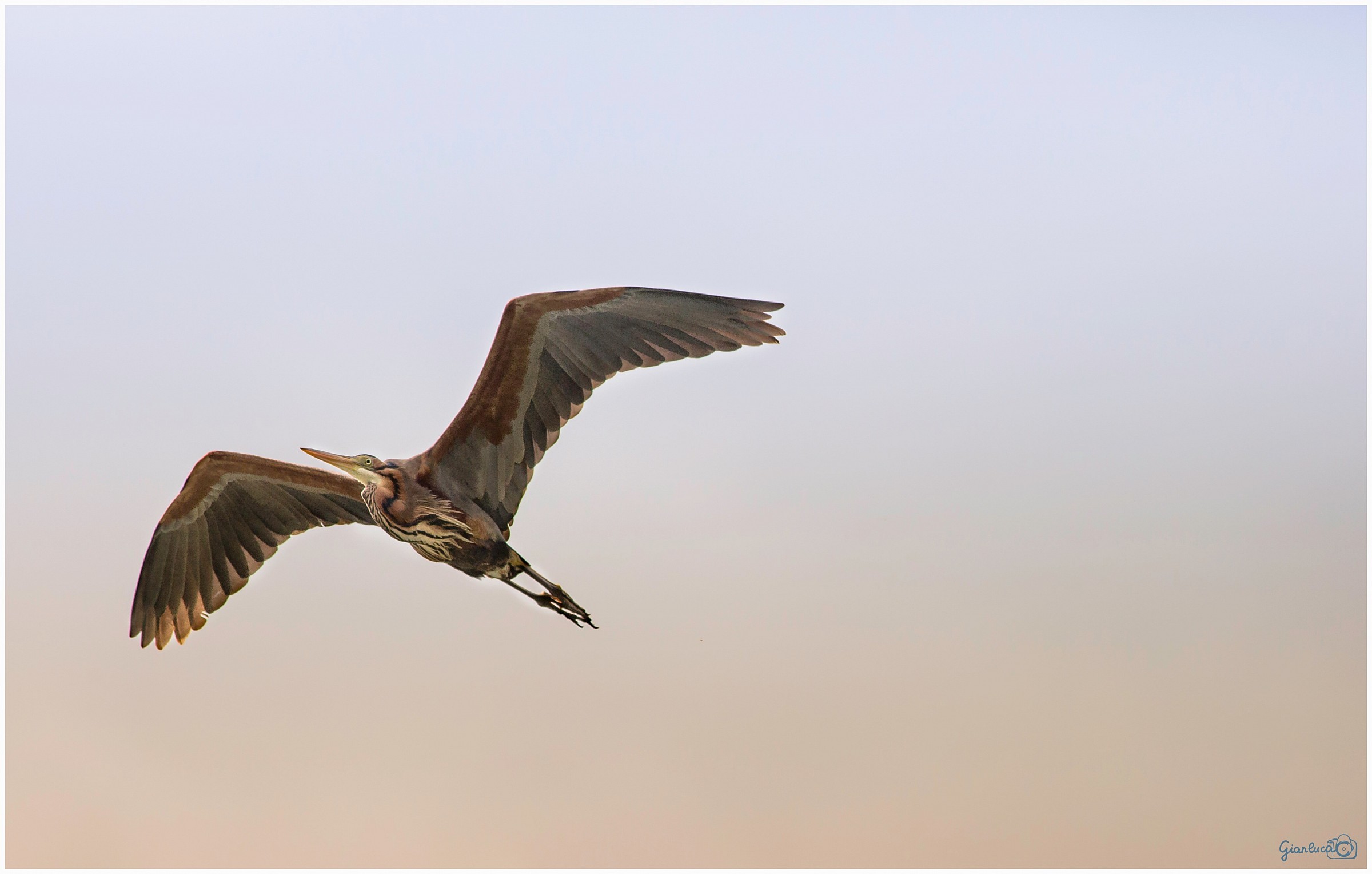 Airone rosso al volo