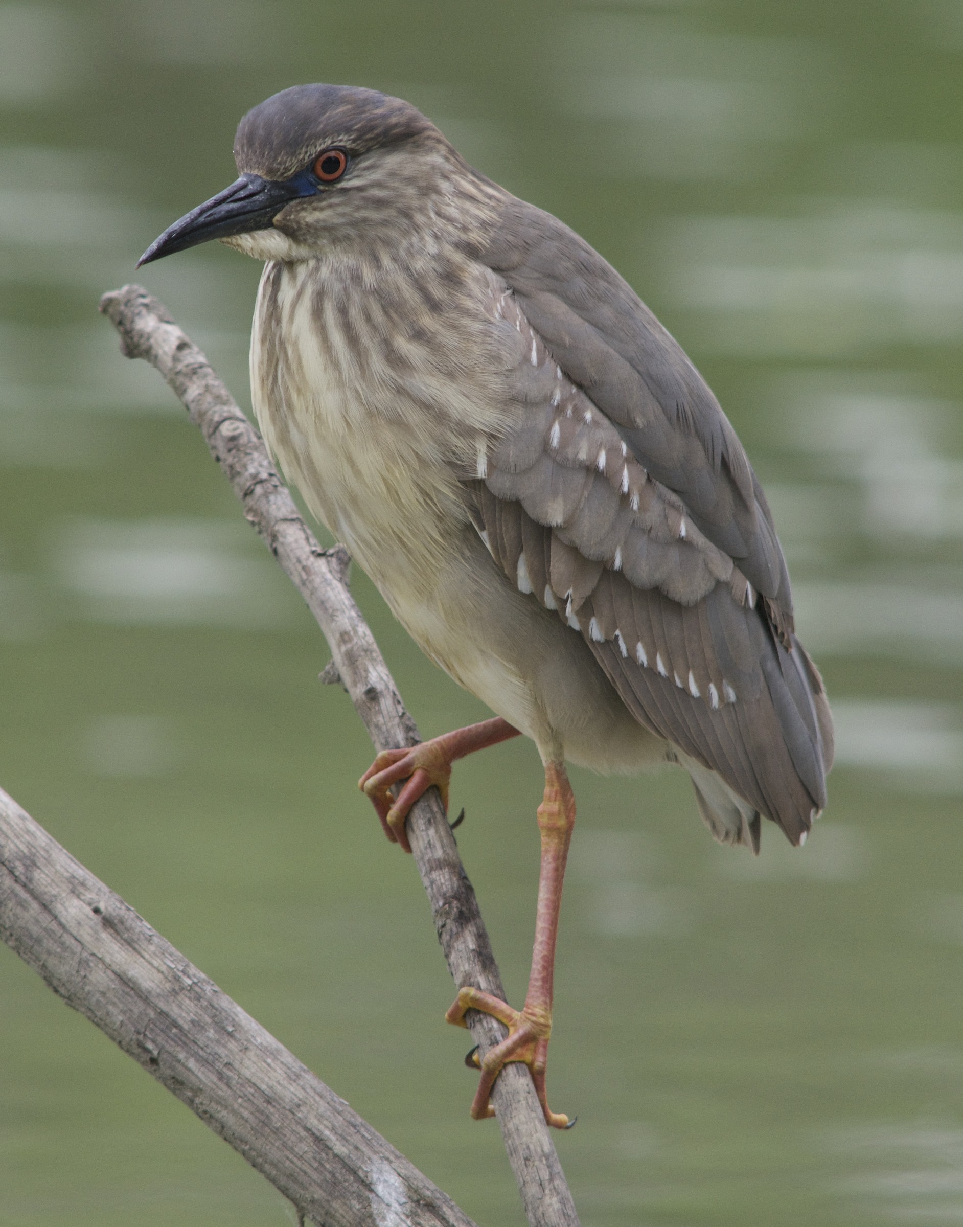 Night Heron