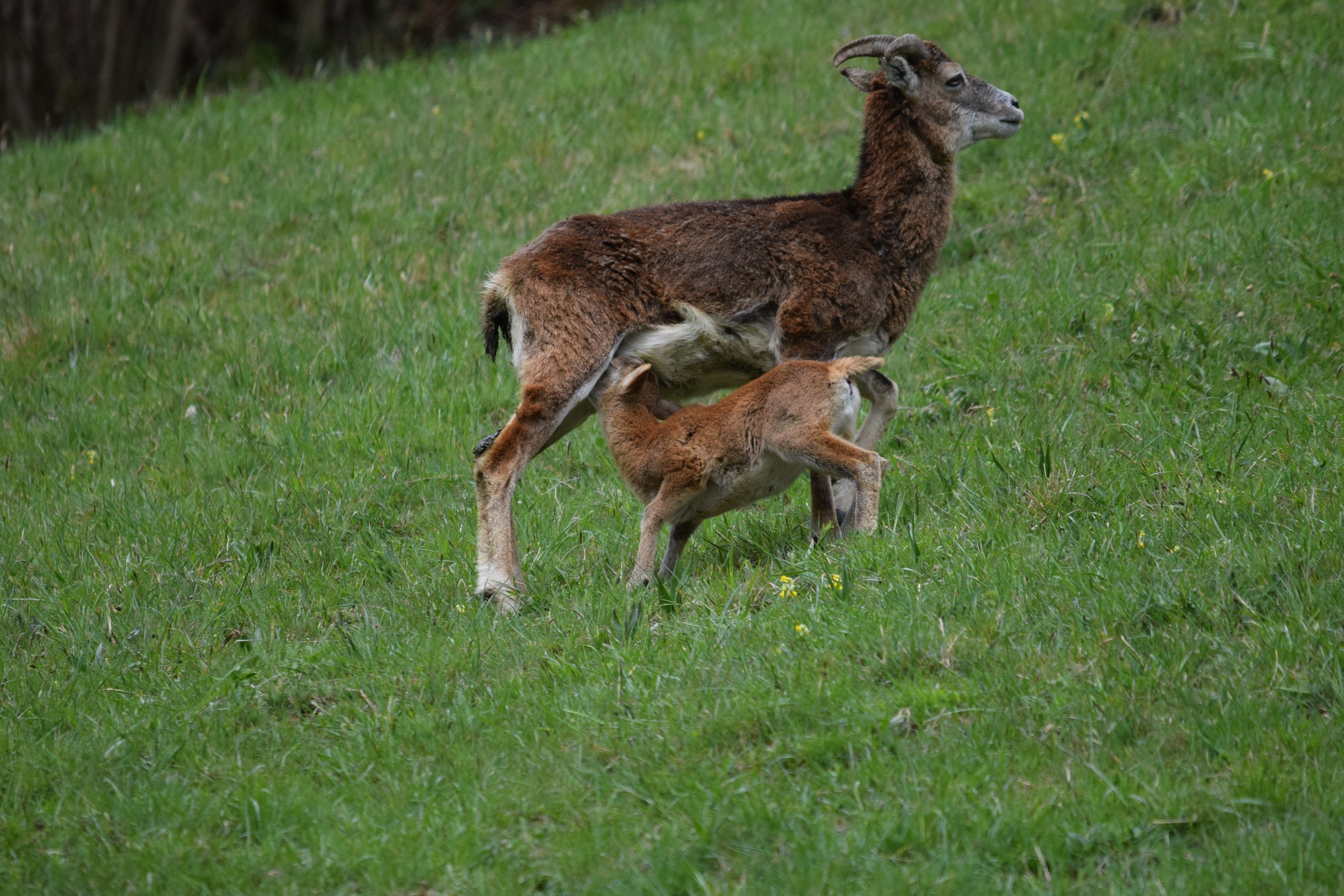 piccoli mufloni crescono
