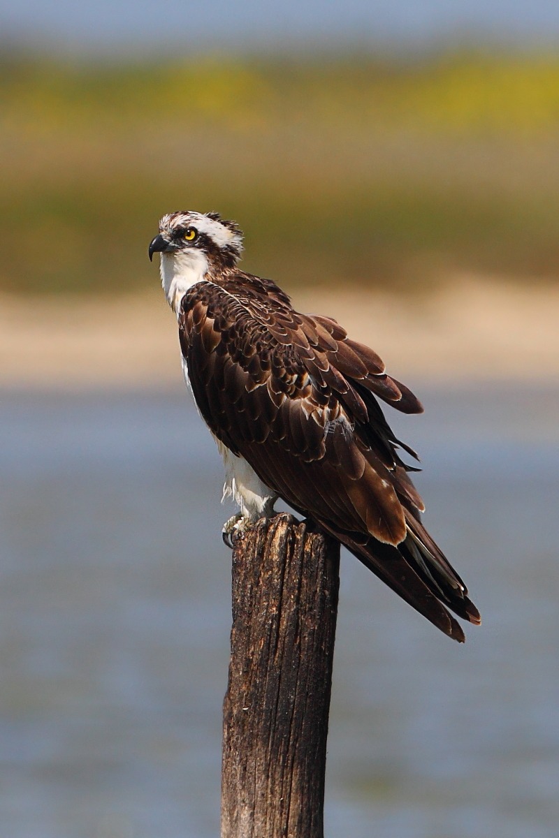 Osprey