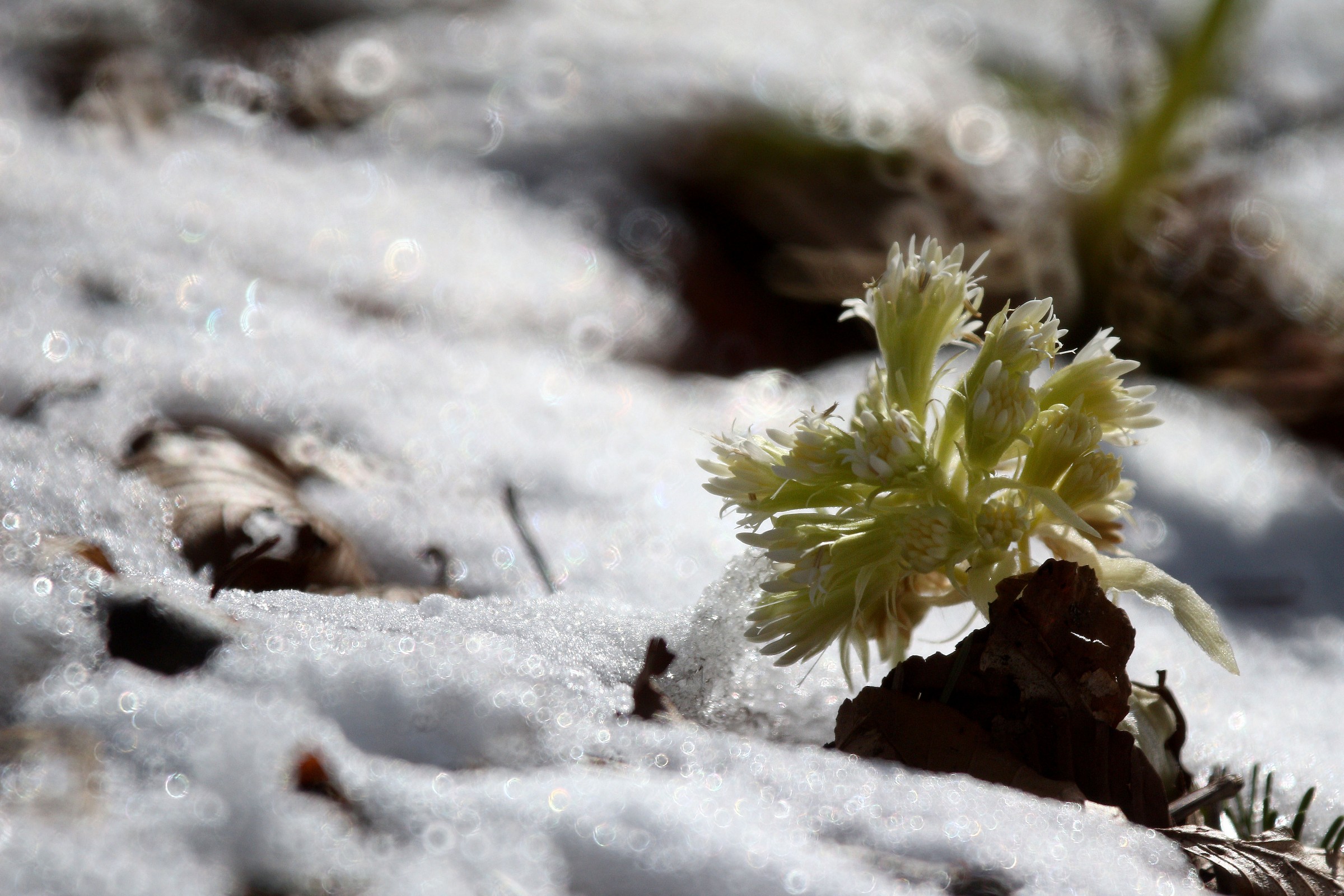 Awakening from the cold
