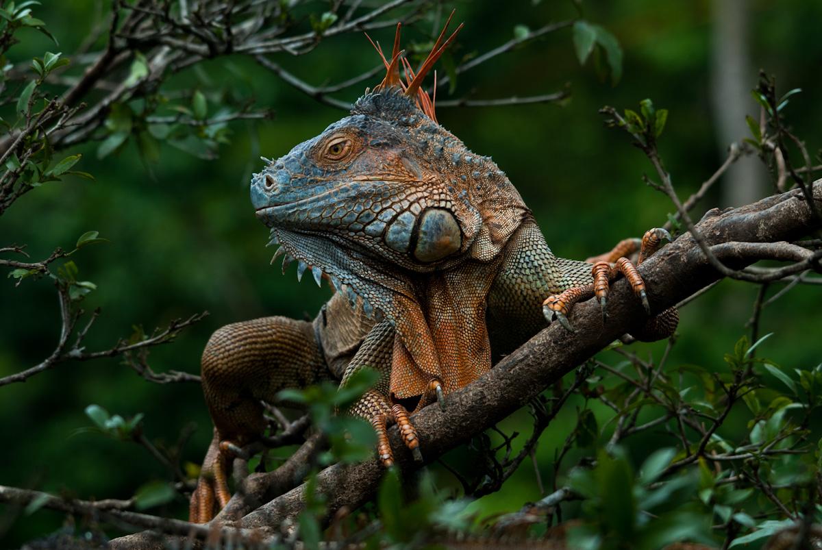 Green Iguana