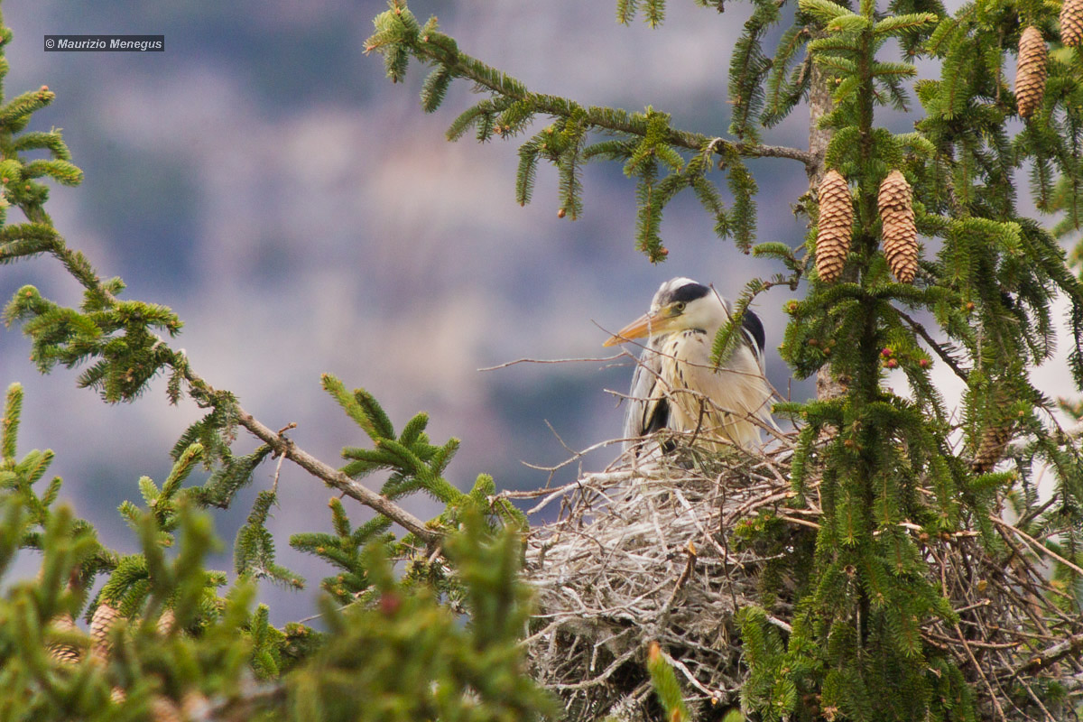 Airone cenerino nel nido