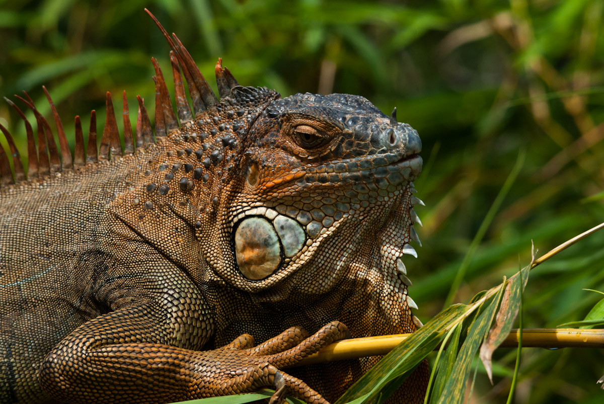 Green Iguana 2