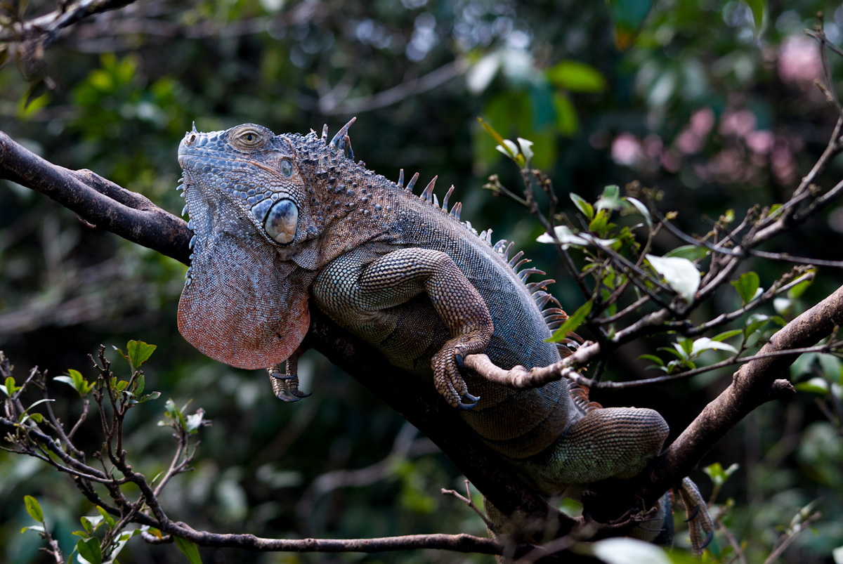 Green Iguana 3