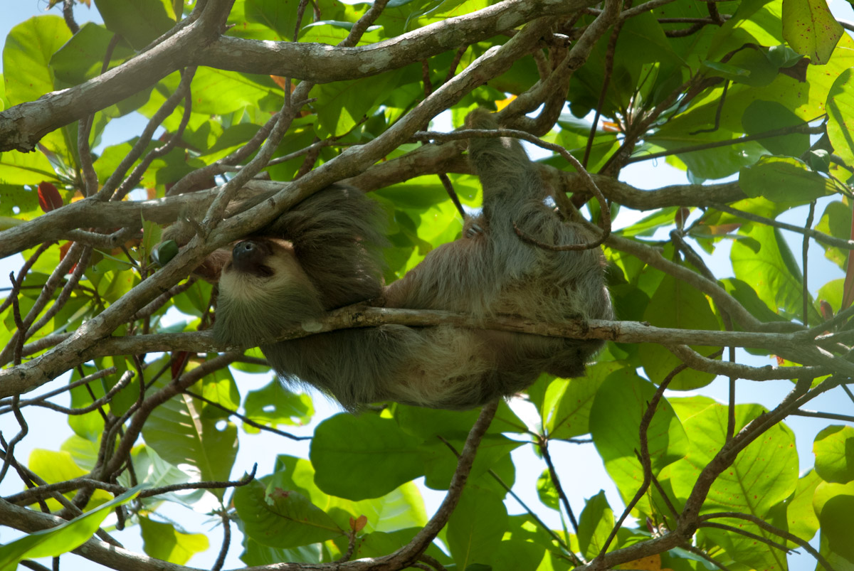 Perezoso- Bradipo didattilo
