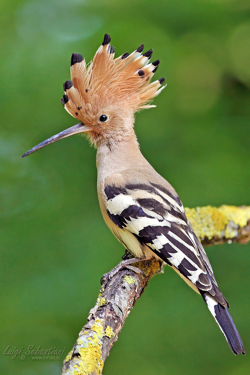 Hoopoe