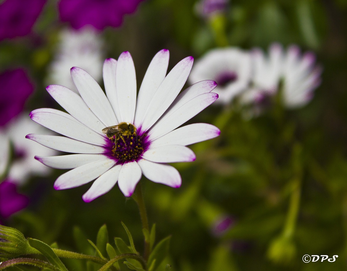 The secret of nature