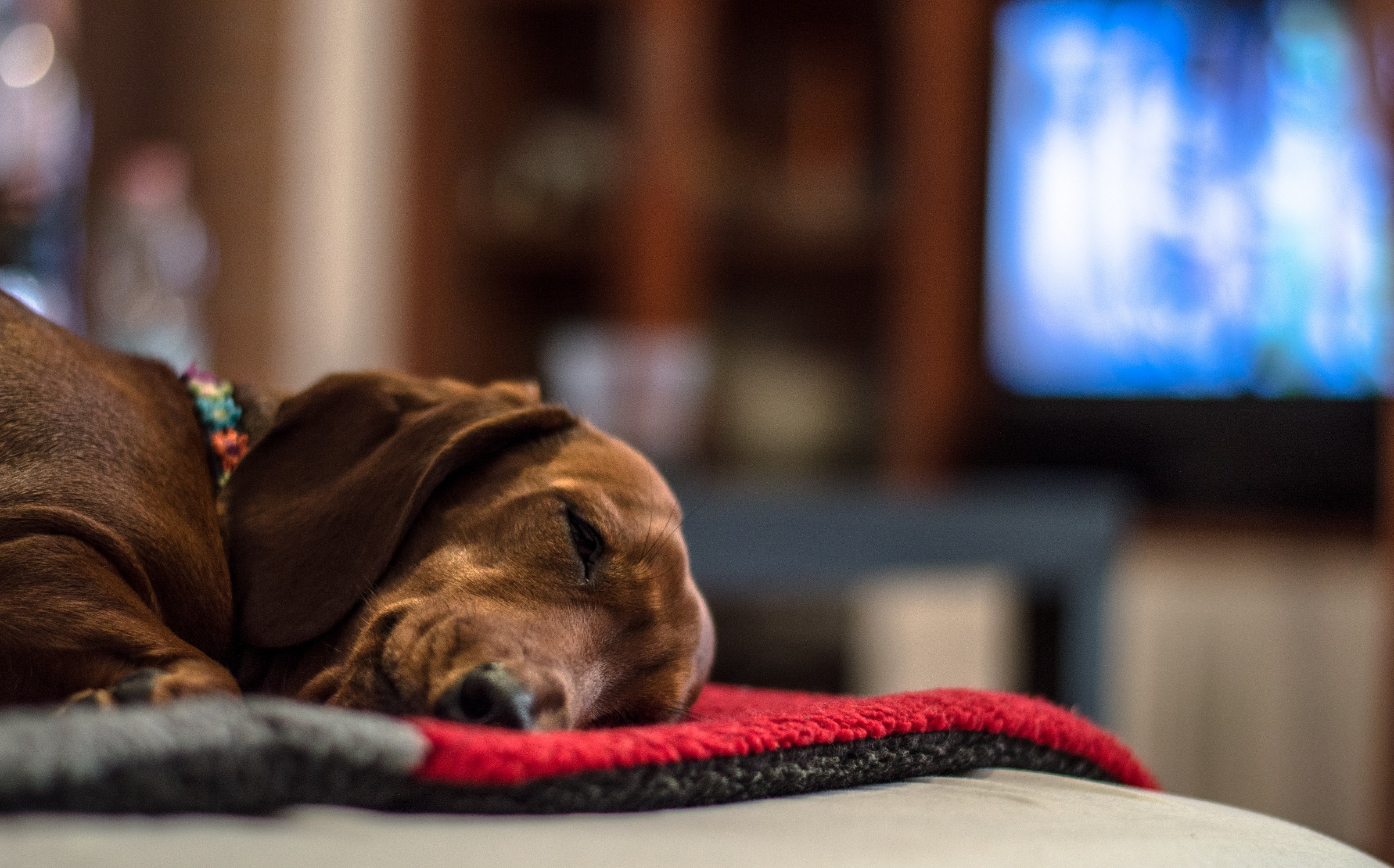 Menomale che è domenica...