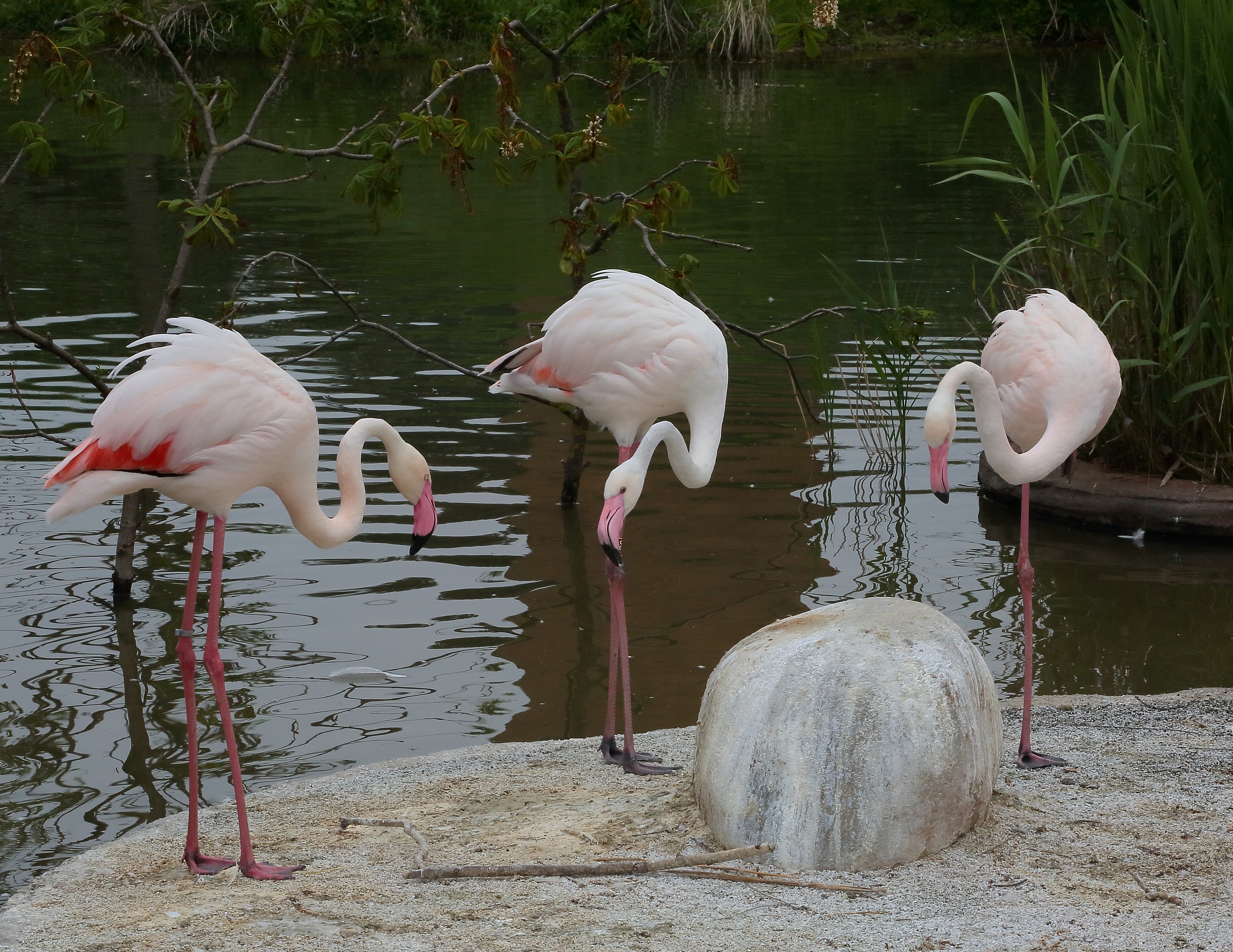 flamingos