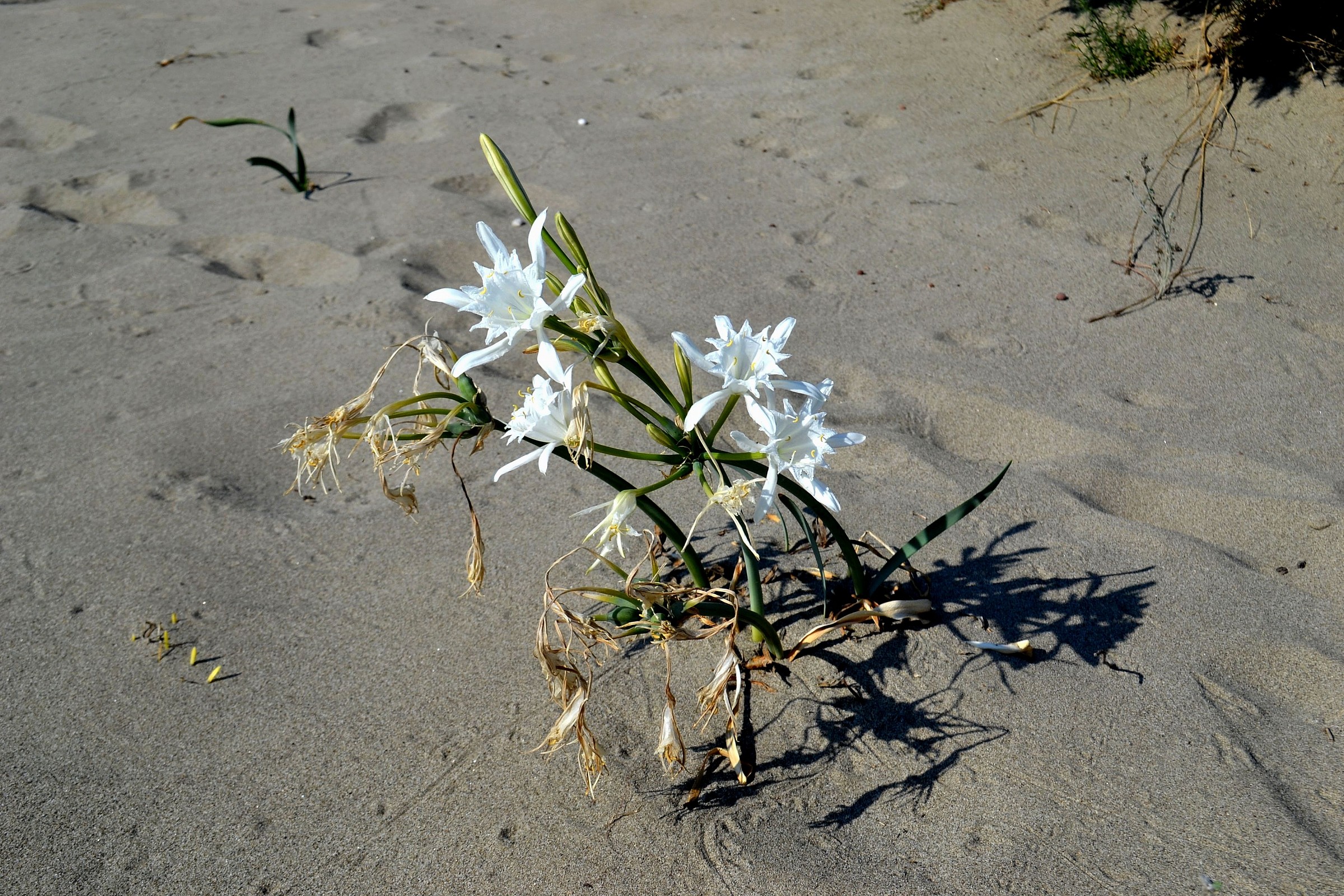 Sea lily