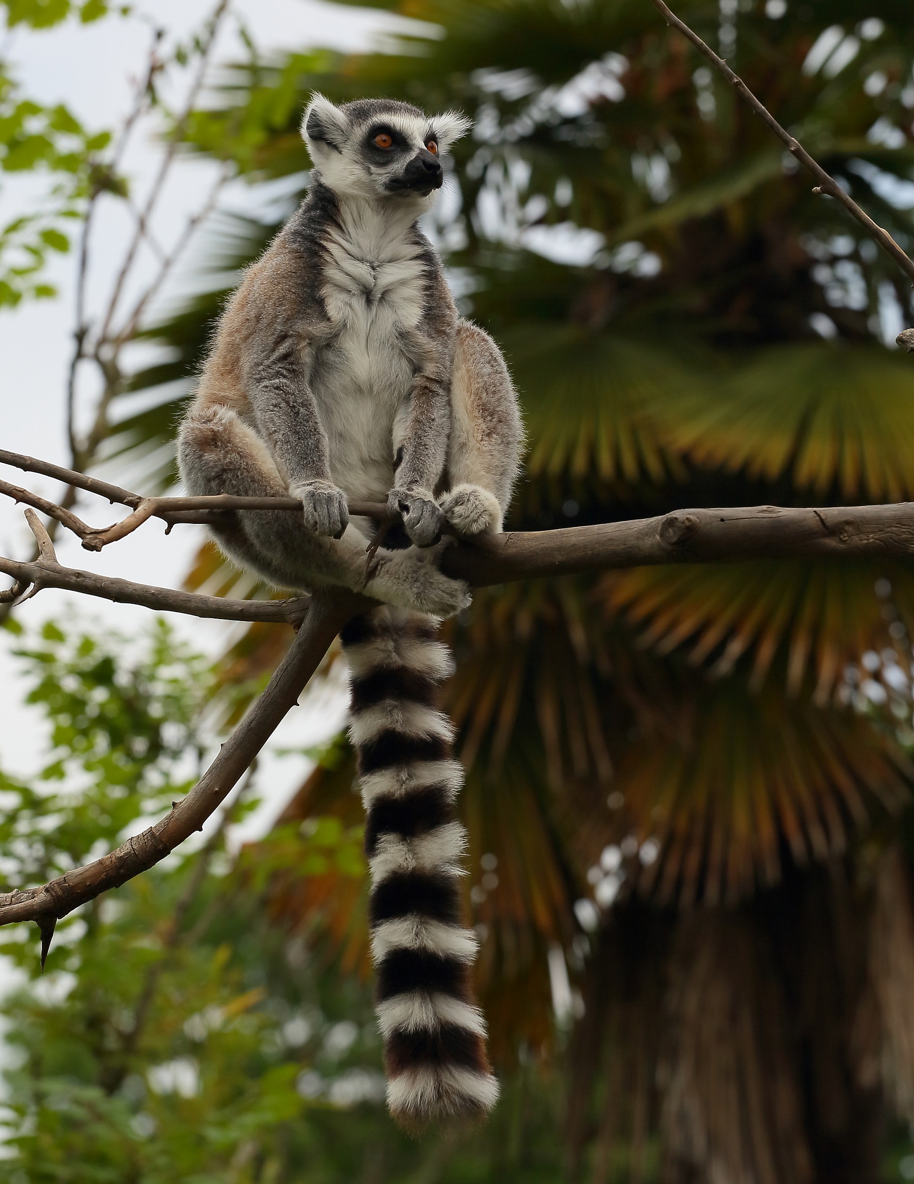 Lemur lookout