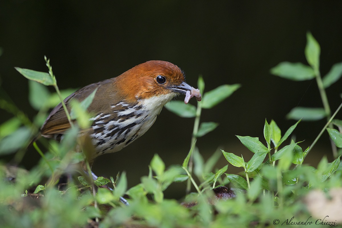 Pitta formichiere corona rossiccia