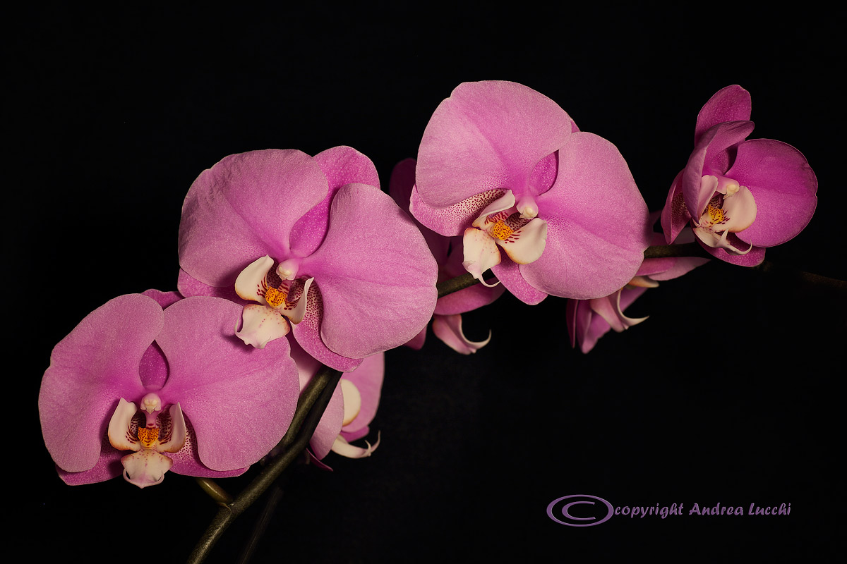 the perfection of phalaenopsis