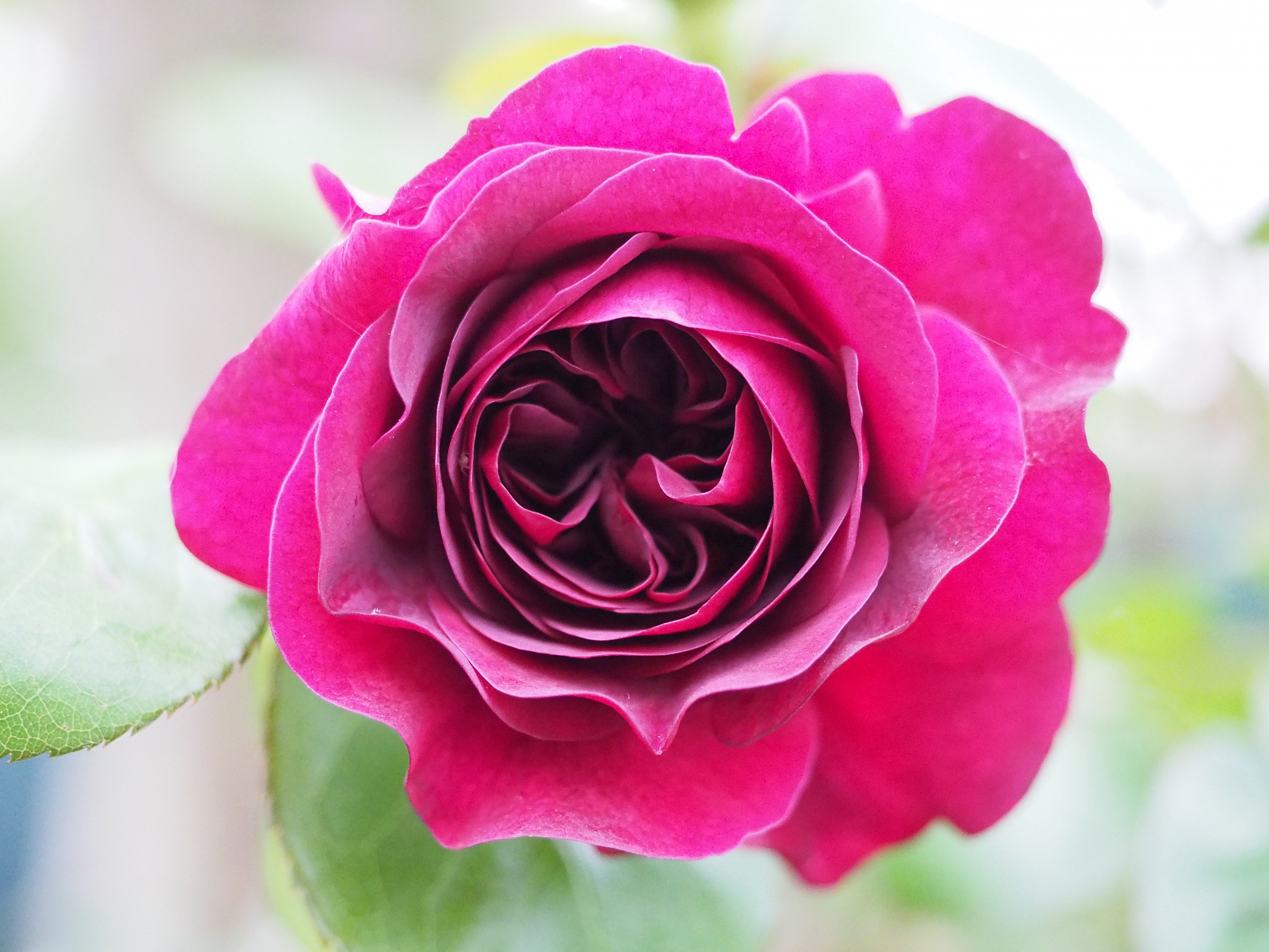 sua altezza :la rosa