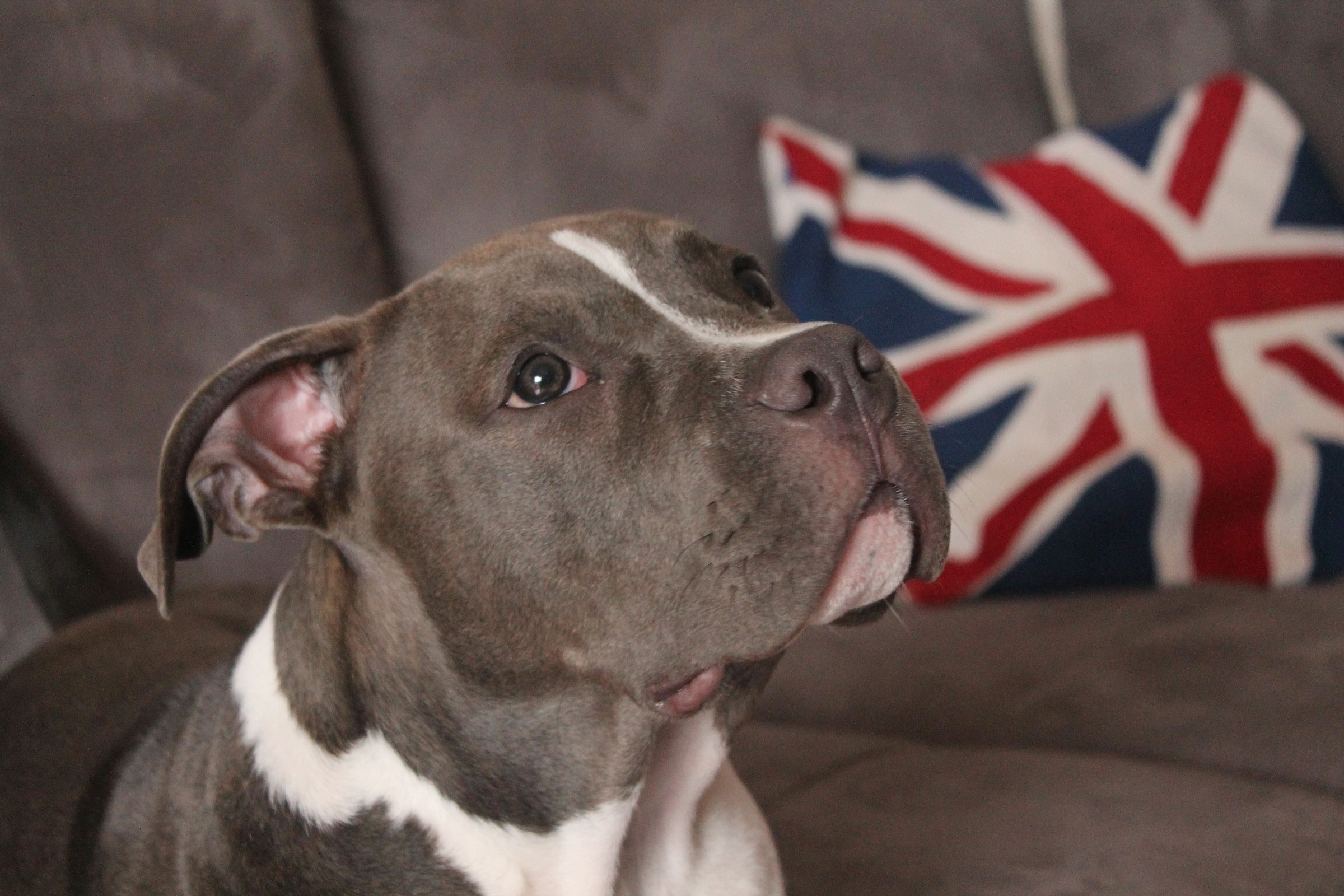 Leroy - American Bully