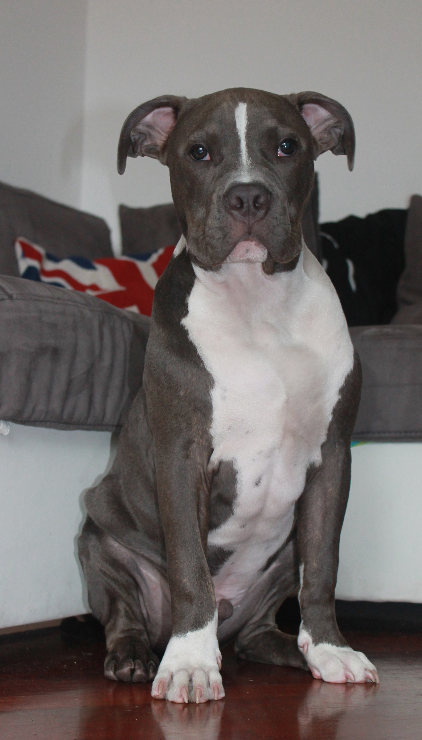 Leroy - American Bully