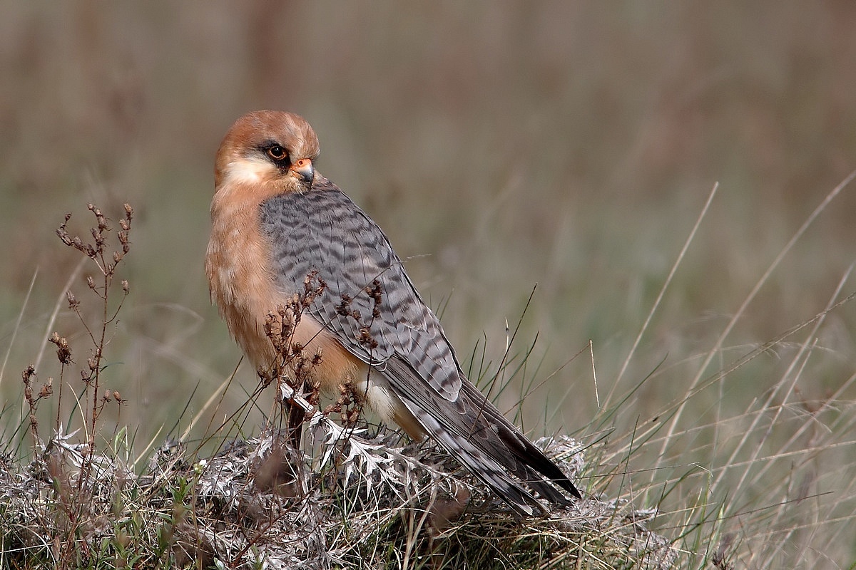 falco cuculo femmina