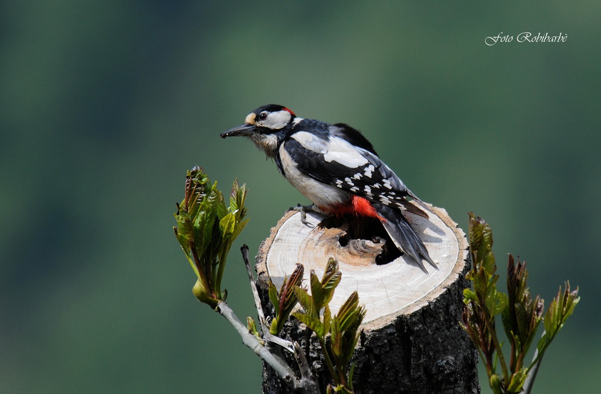 Picchio rosso maggiore....
