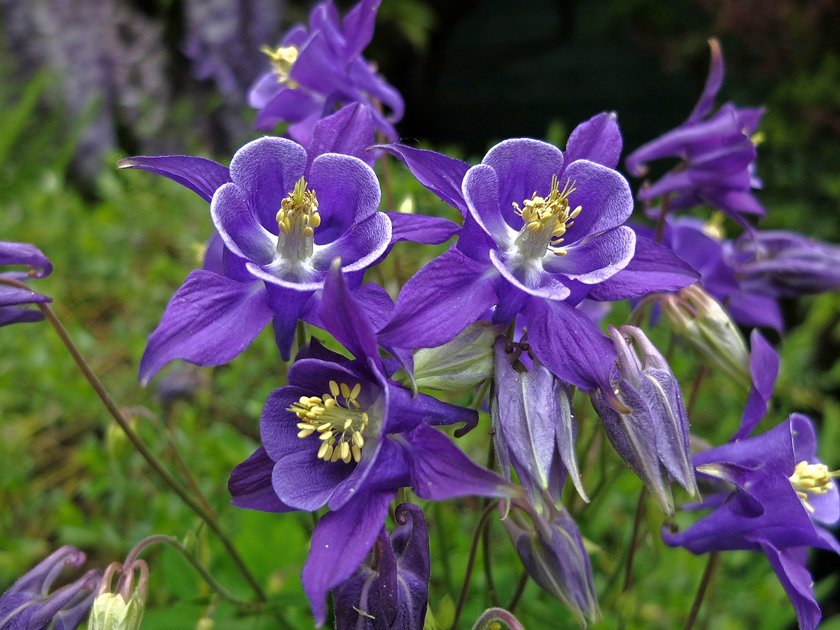 Aquilegia