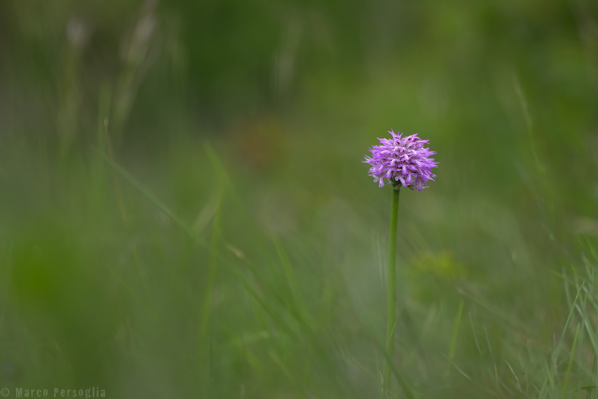 Orchid speckled (Neotinea tridentata)