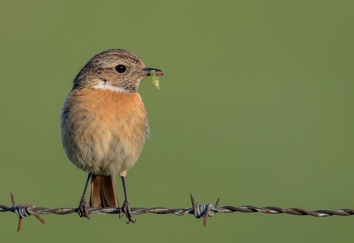 Female stonechat - I