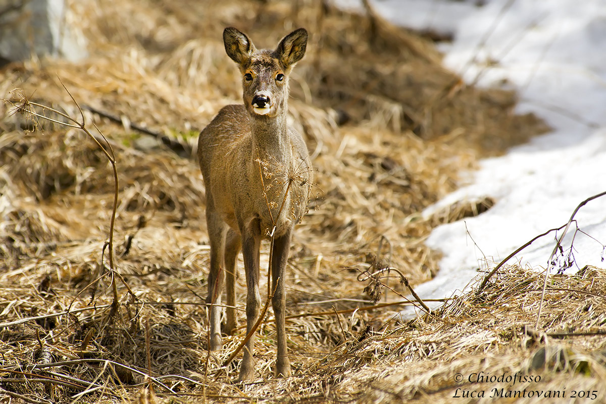 Capriolo a sorpresa in Val Roseg