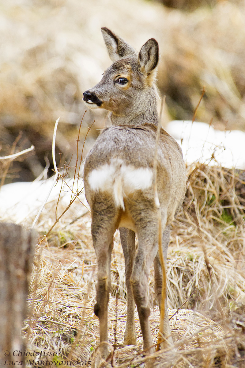 Capriolo in Val Roseg
