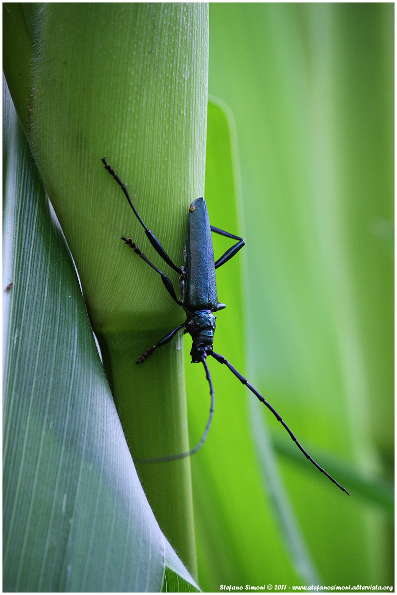 Cerambice della quercia (Cerambyx cerdo)