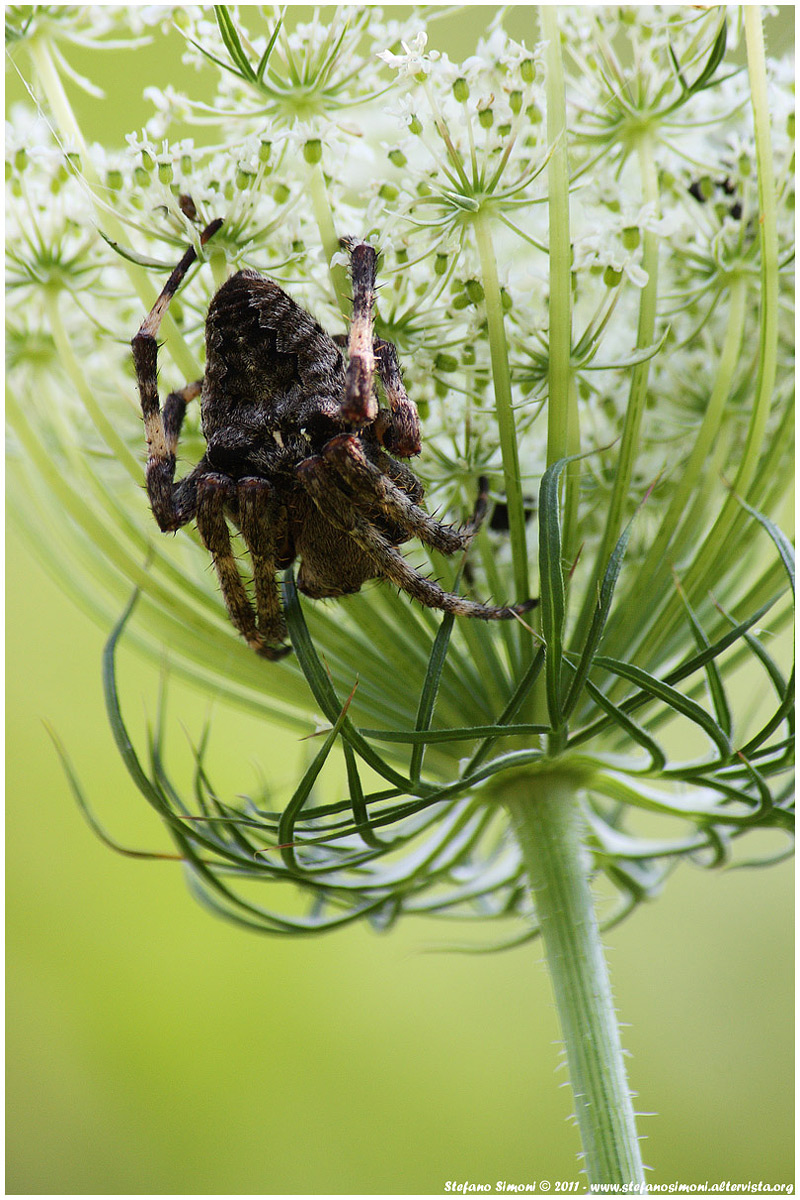 Spider meadows (Euphrys)