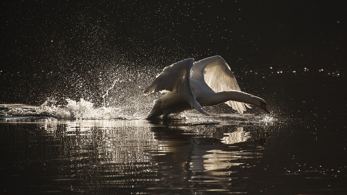 cigno in decollo all'alba