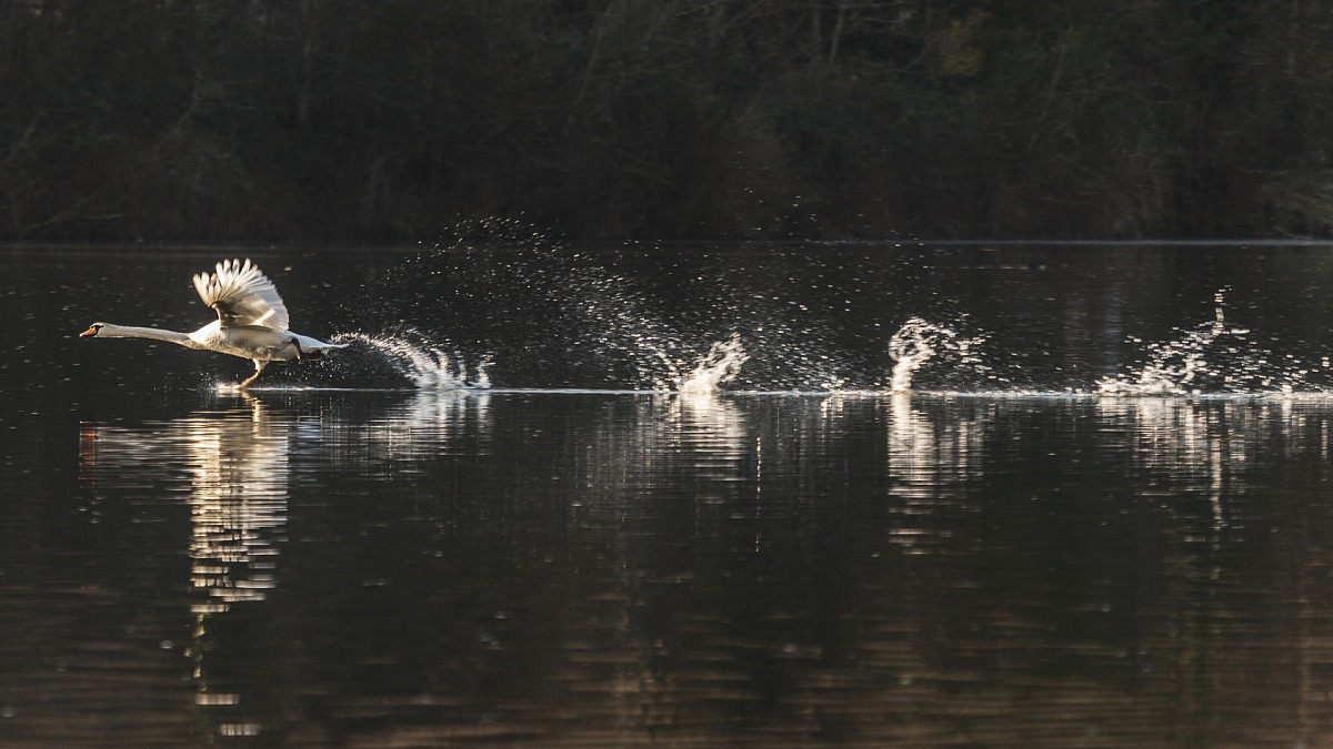 cigno in decollo all'alba