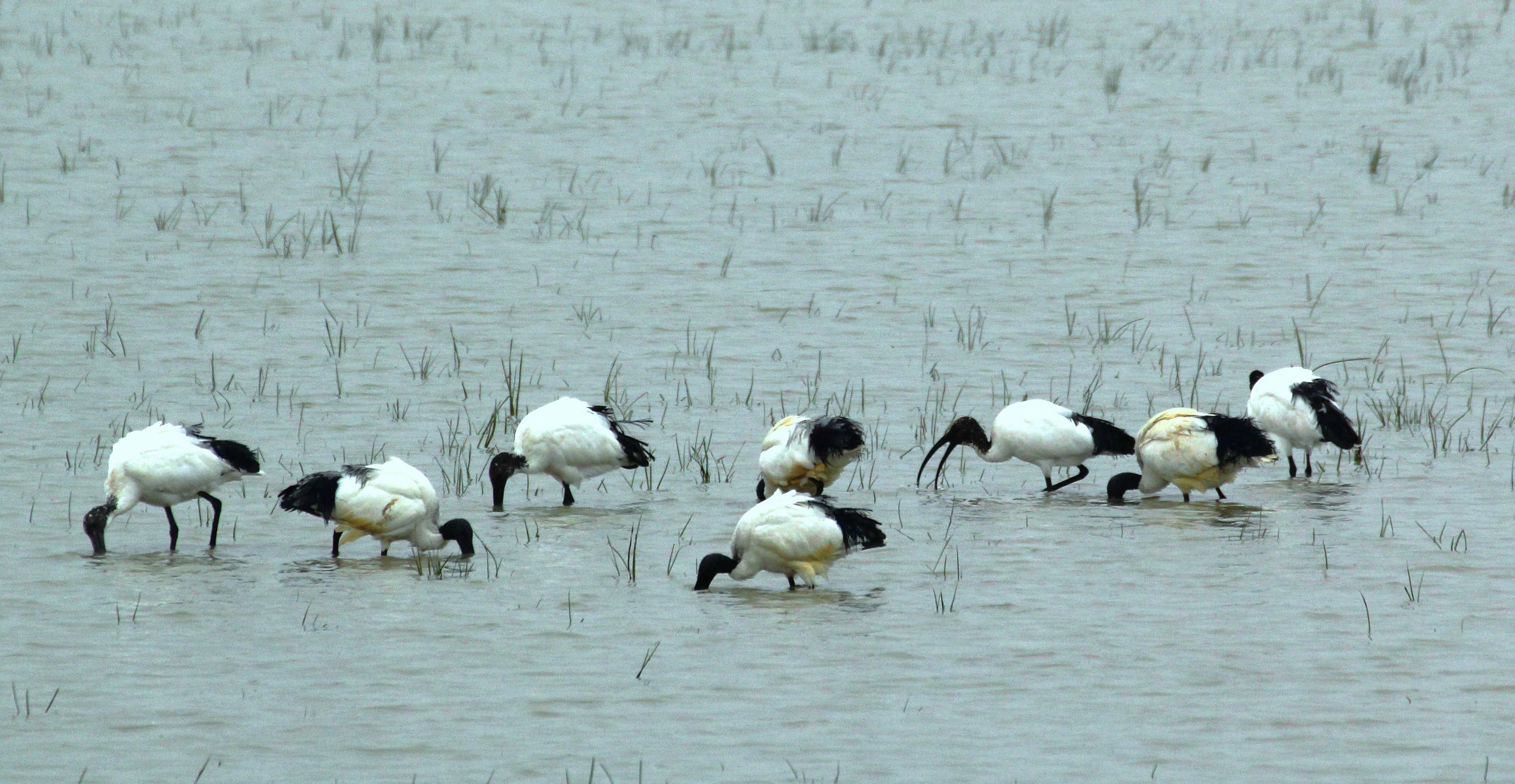 Sacred Ibis
