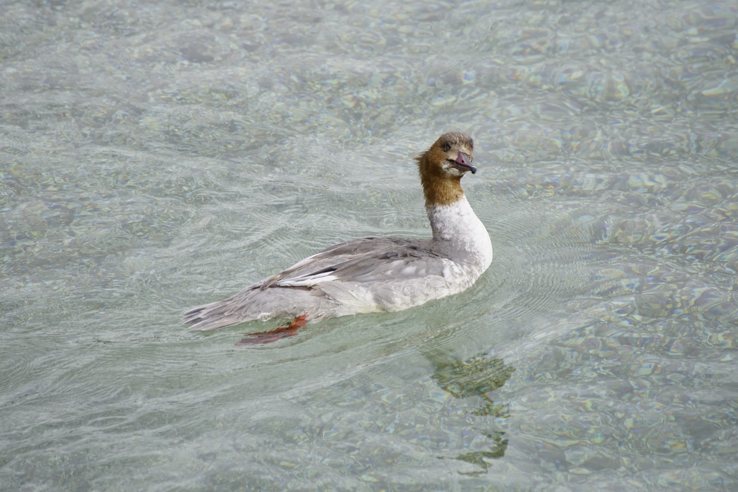 Smergo maggiore femmina