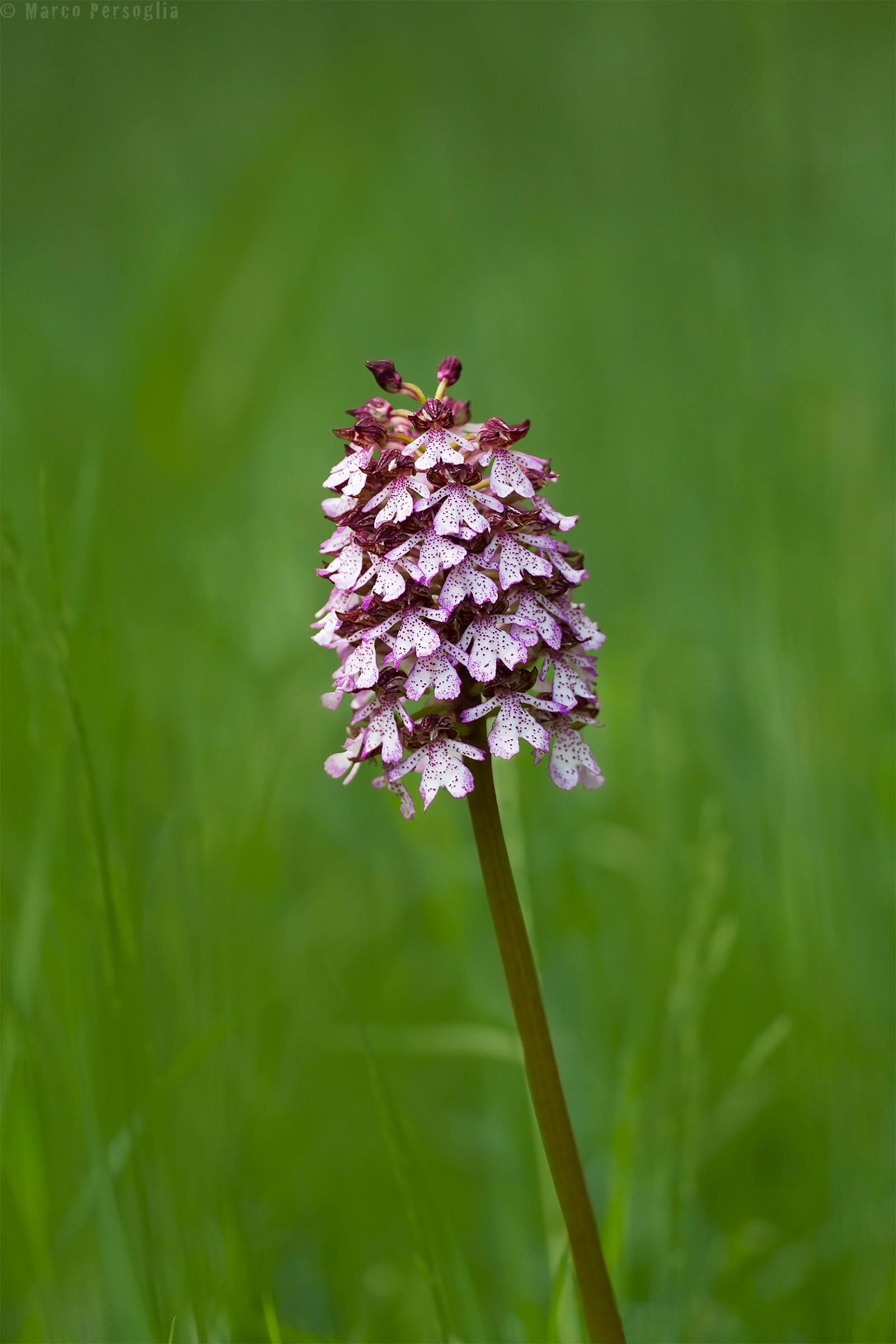 Orchid greater (Orchis purpurea)
