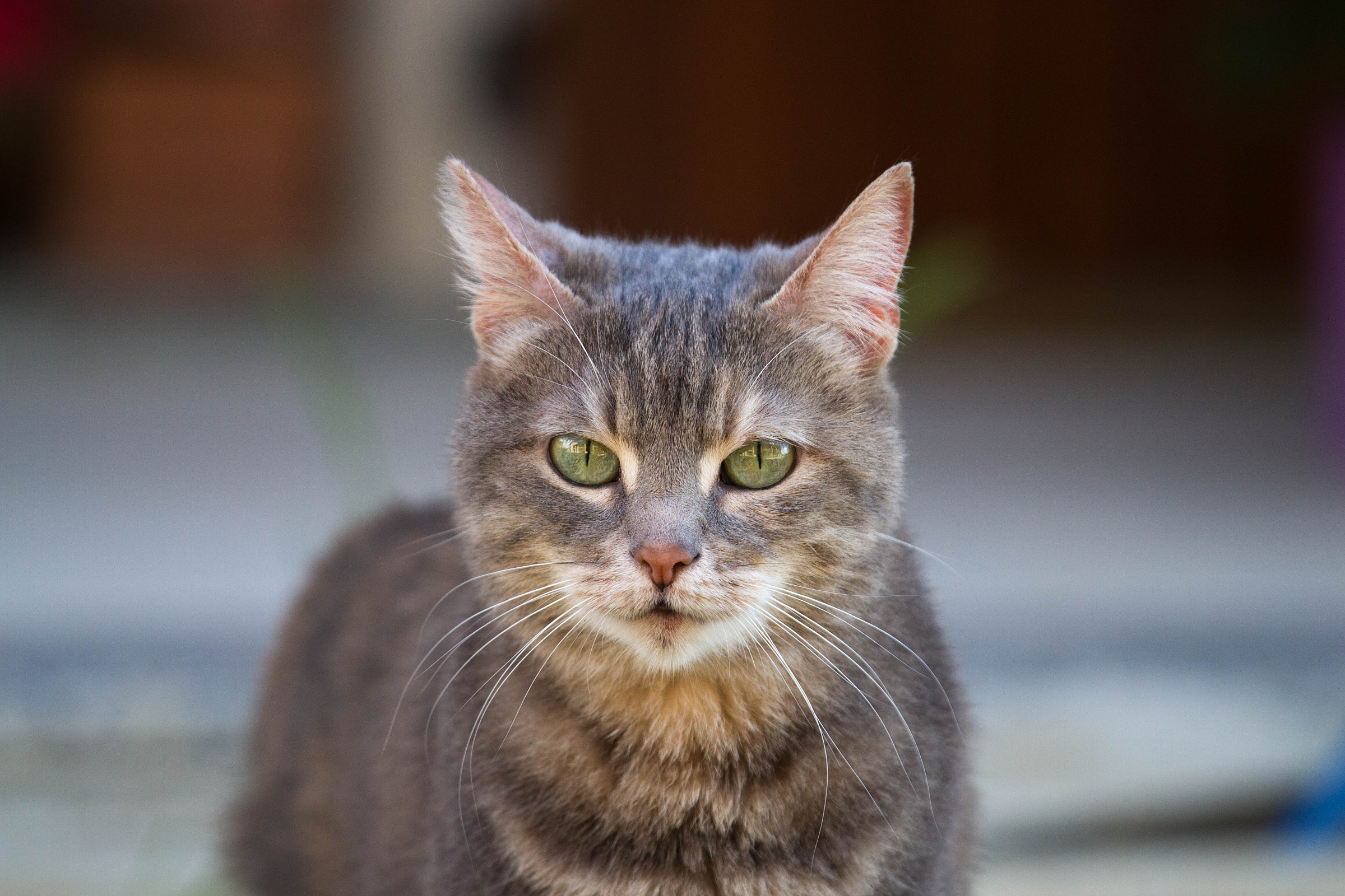 The friend of Casper