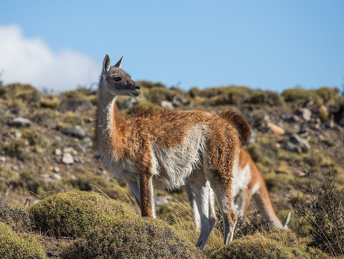 Guanaco (Lama guanicoe)