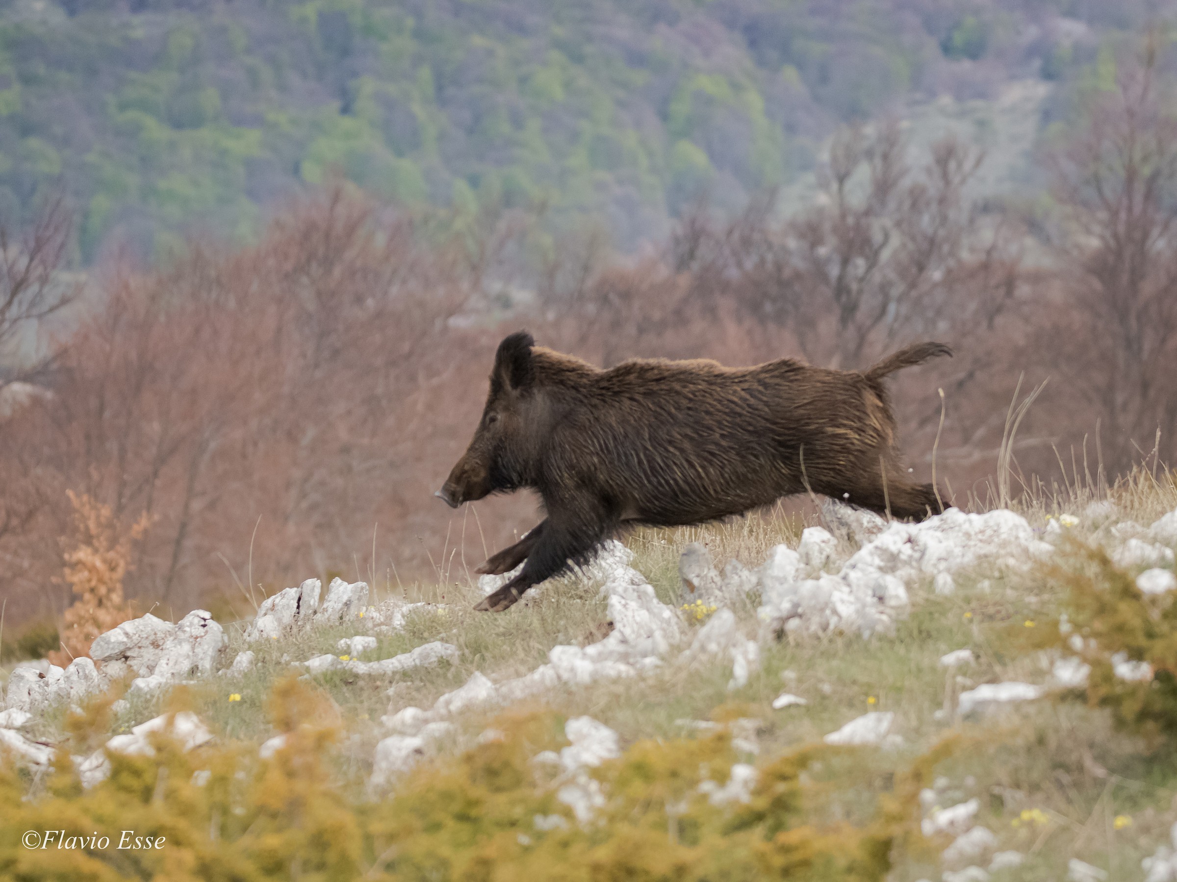 Femmina di Cinghiale (ambientata)