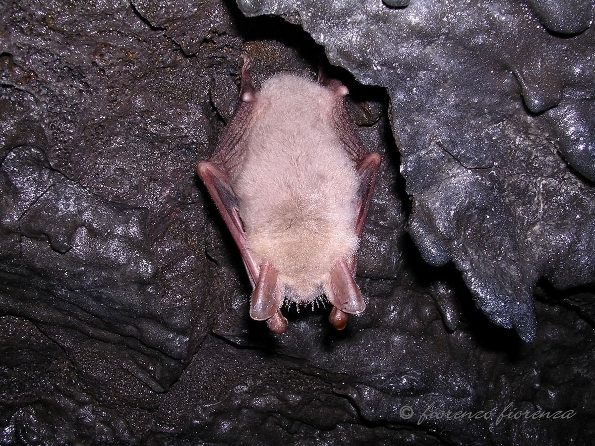 Myotis Myotis